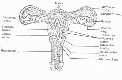 Половые органы у женщин, часть 2